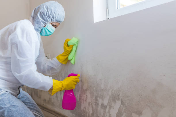 Why You Should Choose Our Mold Remediation Services in Westmorland, CA